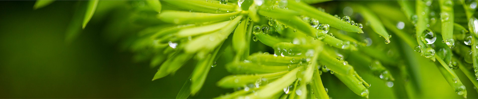 新聞資訊banner-DWS設(shè)備_自動(dòng)打標(biāo)貼標(biāo)機(jī)_擺輪分揀機(jī)_包裹體積測(cè)量_包裹體積測(cè)量設(shè)備_速測(cè)通產(chǎn)品網(wǎng)站